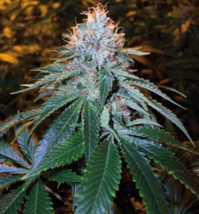 Reserva Privada OG Kush