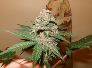 Wonder Women Marijuana