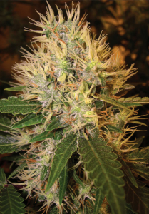 Martian Mean Green item-thumbnail