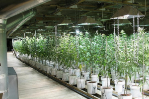 30 Interesting Facts About Marijuana item-thumbnail