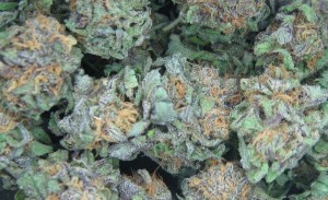 Marijuana Convictions to be Erased in Connecticut item-thumbnail