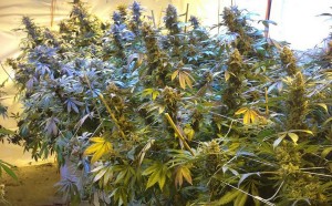 NYPD Commissioner Blames Legal Marijuana in Colorado for Increase in New York Shootings