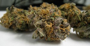 Pennsylvania Medical Marijuana Likely to be Approved this Spring says PA Senator