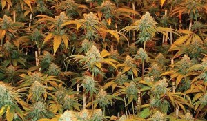 Test Finds Marijuana Far More Potent Than it used To Be