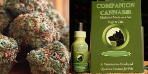 Pets Could Soon Use Medical Marijuana