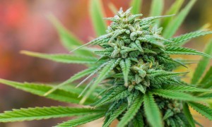 Medical Marijuana Moves to Full Pennsylvania Senate item-thumbnail