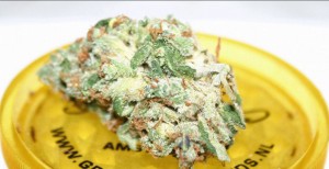 Washington State Brings in $70 Million in Tax Revenue