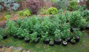 700 Marijuana Plants Found Growing In Berlin