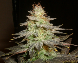 2016 Marijuana Legalization Petition