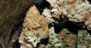 Canada’s New Government Promises to Legalize and Regulate Marijuana Sales