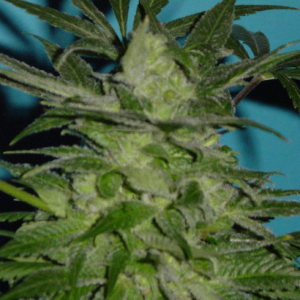 Gods Treat item-thumbnail