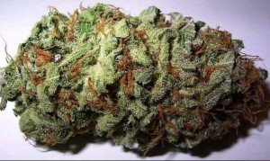 Kansas State Seizes 11-year-old, Arrests his Mother After he Defends Medical Marijuana During School Presentation