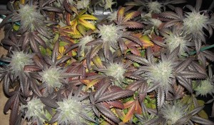 Kosher Marijuana To Be Sold in New York?