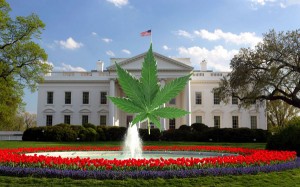 Marijuana Becomes Legalized In Washington, D.C Tonight at Midnight item-thumbnail