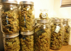 Marijuana Kills Cancer Cells Government Funded Research Confirms item-thumbnail