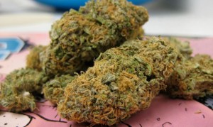 South Dakota Indian Tribe Plans To Grow and Sell Marijuana