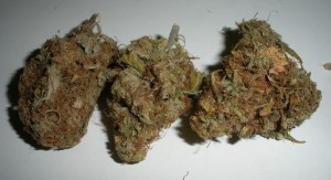 Washington State Marijuana Shops Caught Selling to Minors