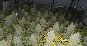 Marijuana Safer Than Previously Thought, Researchers Say